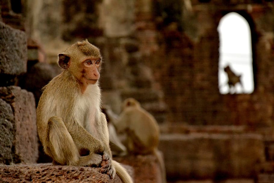 mono, lopburi, tailandia, macaco, templo, primate, mamífero, temas de animales, fauna animal, animal