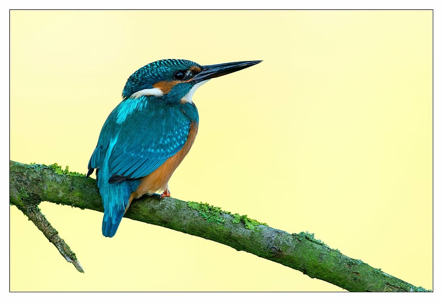 azul, pintura de colibrí, martín pescador, pájaro, colorido, rojo, plumaje, pluma, proyecto de ley, un animal