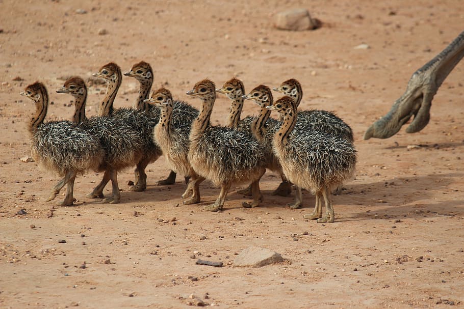 group, baby ostriches, top, brown, soil, ostriches, young ostriches, animals, safari, runner