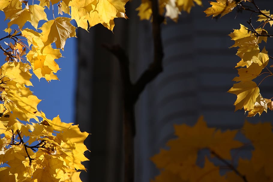 잎, 노랑, 단풍, 가을, 시즌, 계절, 나무, 10 월, 9 월, 자연