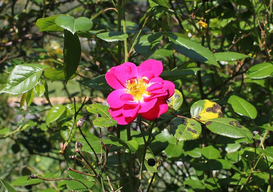 pink rose, wild rose, rose, blackspot, diplocarpon rosae, fungus, leaf fungus, rose disease, plant disease, plant