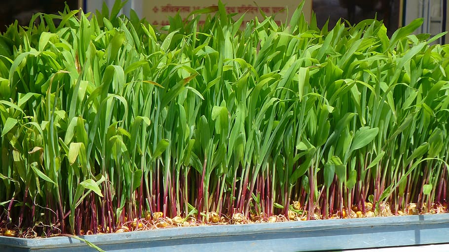 maize, sprouts, hydroponics, tray, young leaves, market, agriculture, plant, growth, green color