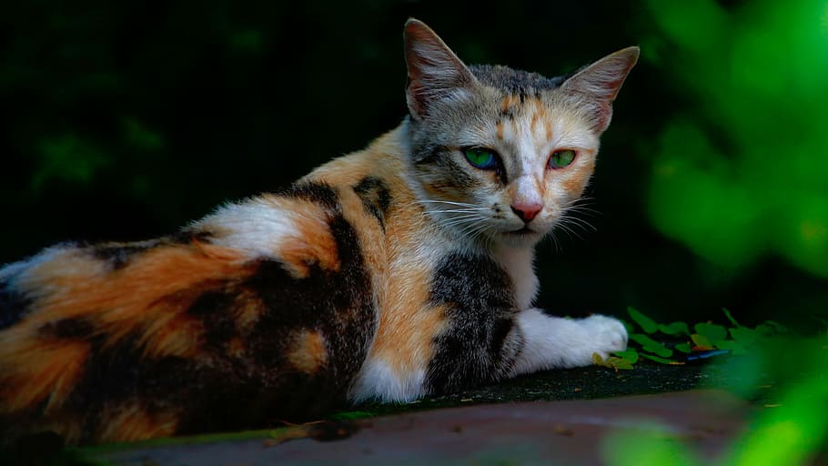 selective, focus photography, calico, cat, nature, animals, pet, cute, tricolor, green