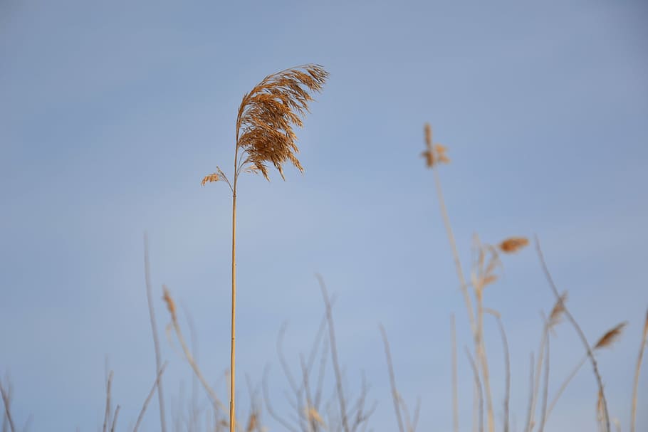 grass, dry, straw, yellow, the broom, winter, grey, blue, tosca, plant