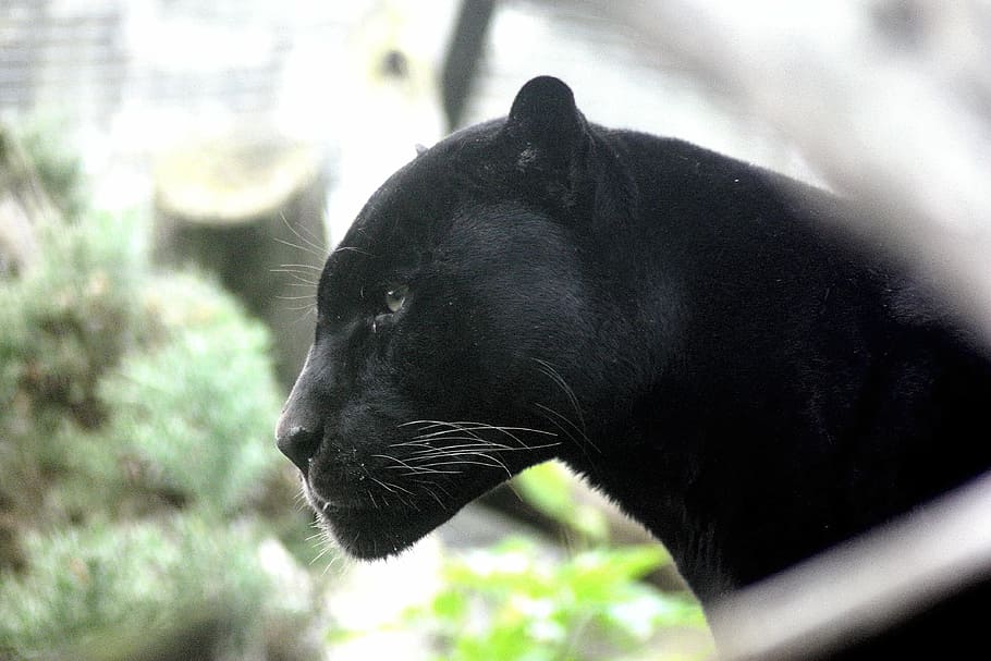 selectivo, fotografía de enfoque, negro, pantera, gato grande, felino, acosador, cazador, carnívoro, caza