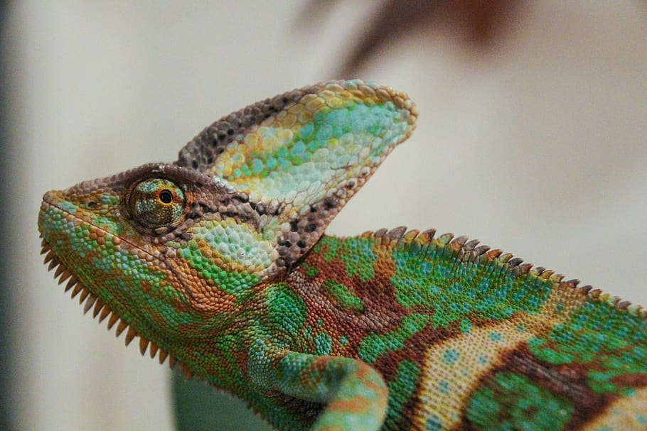chameleons, chamaeleons, clade, lizards, colorful, colourful, green, red, orange, animal themes