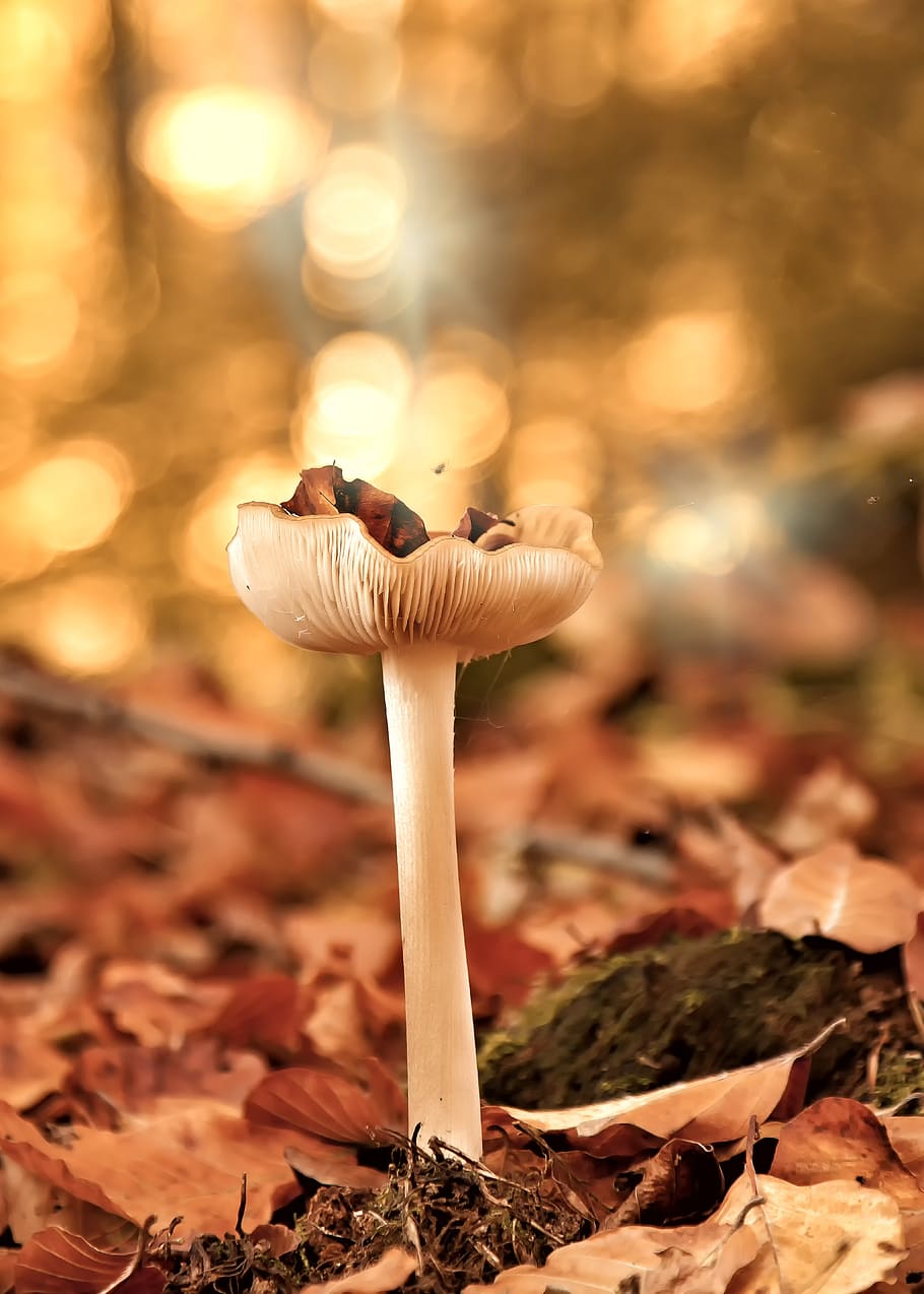 mushrooms, forest, autumn, leaves, mushroom picking, nature, toxic, champion, moist, colorful