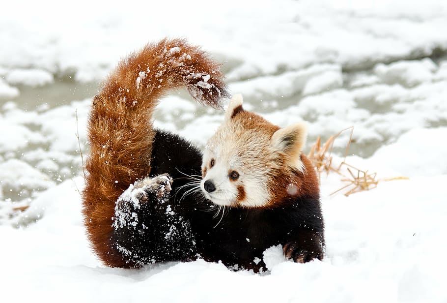 rojo, panda, nieve, durante el día, panda chino, panda rojo, jugar, zoológico, invierno, frío