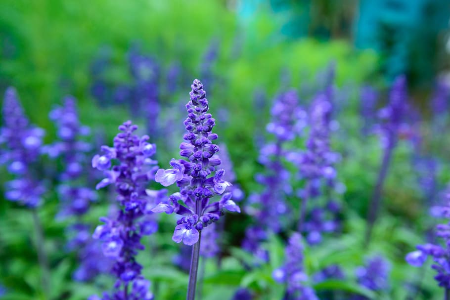 ラベンダー, 自然, 団結, 紫色の花, 美しい花, フラワーガーデン, 素敵な写真, 花, 家の庭, 開花植物