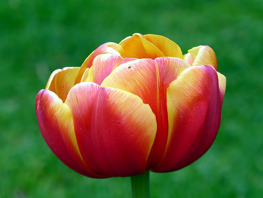 tulip, red, yellow, spring, lily, keukenhof, flower, nature, plant, flowering plant