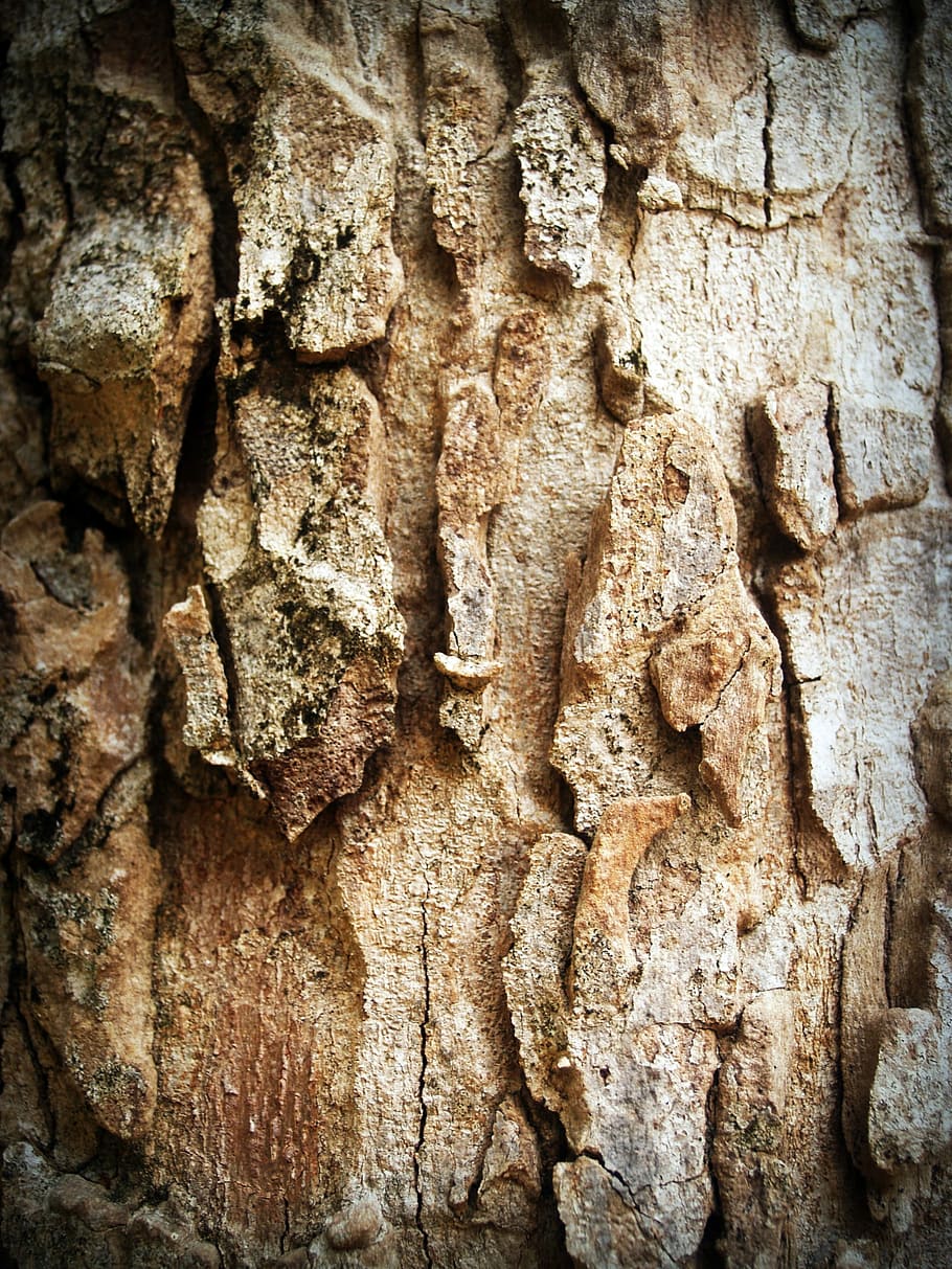 Corteza, árbol, madera, pino, fondo, extracto, piel, tablero, superficie, primer plano