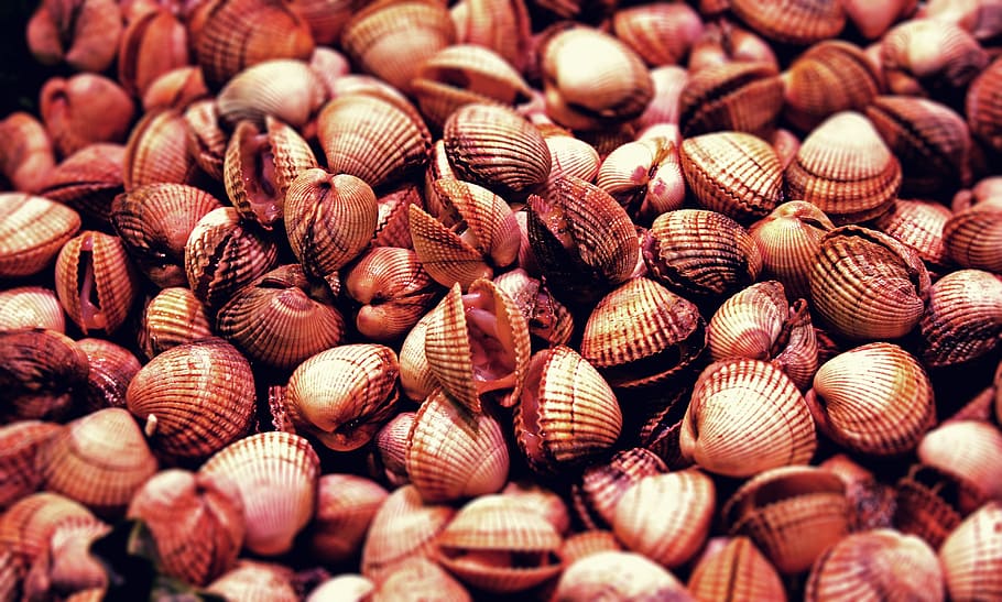 beige, seashells pile close-up photo, mussels, seafood, eat, food, meal, delicious, mediterranean cuisine, cook