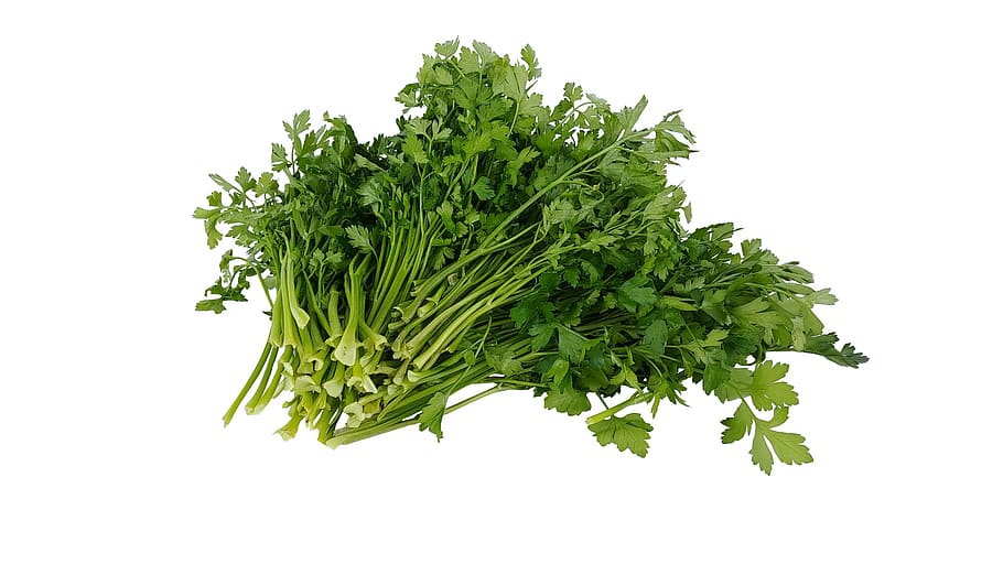 hub, parsley, plants, dining, health, green, food, fresh, spice, kitchen