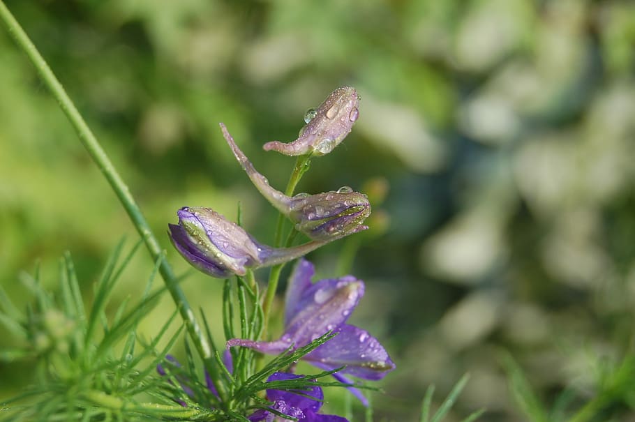 buds, dew, bloom, blue flower, consolida regalis, grass cornet, larkspur, flower, drops, plant