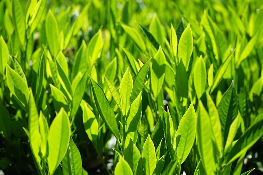 Hojas, verde, luz de fondo, verde claro, tonos de verde, brillante, prunus laurocerasus, arbusto, planta, laurocerasus officinalis