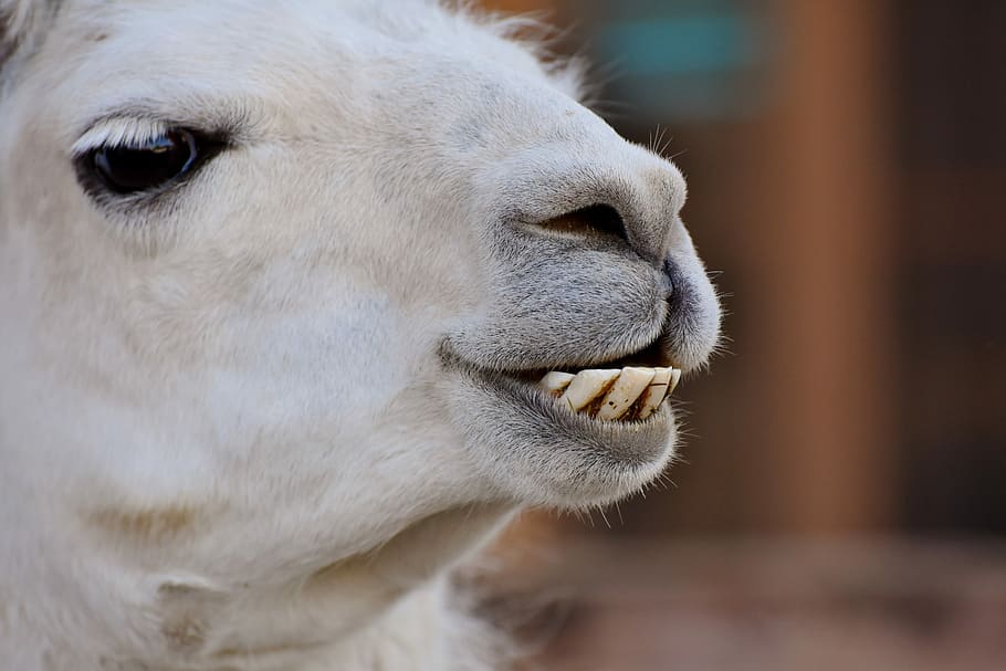 white llama, lama, lama head, animal, head, animal world, mammal, last animal, spit, tooth