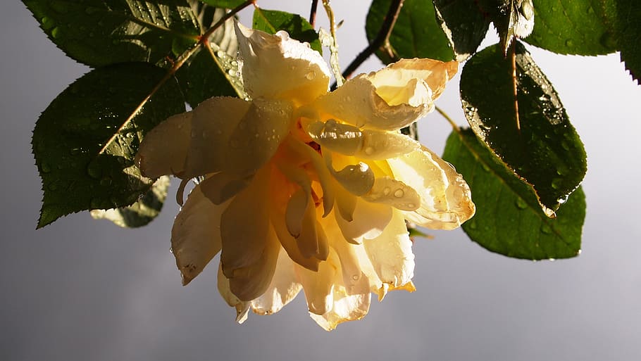 yellow rose, tea rose, rain, sunlight, air, lighting, yellow, leaves, dark air, heaven