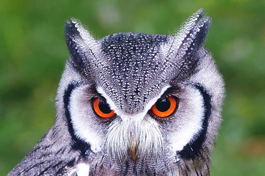 shot, owl bird, Closeup, owl, bird, nature, animal, animals, birds, wildlife