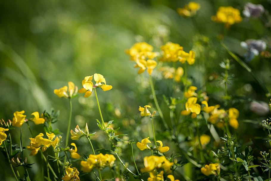lotus corniculatus, fenugreek, menunjuk bunga, bunga kuning, kuning, alam, bunga, bunga kecil, bunga padang rumput kuning, musim panas