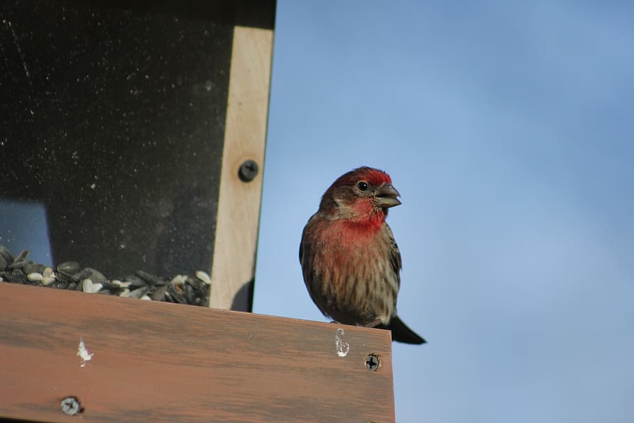 bird, outdoors, nature, wildlife, house finch, male house finch, animal themes, animal, animal wildlife, animals in the wild