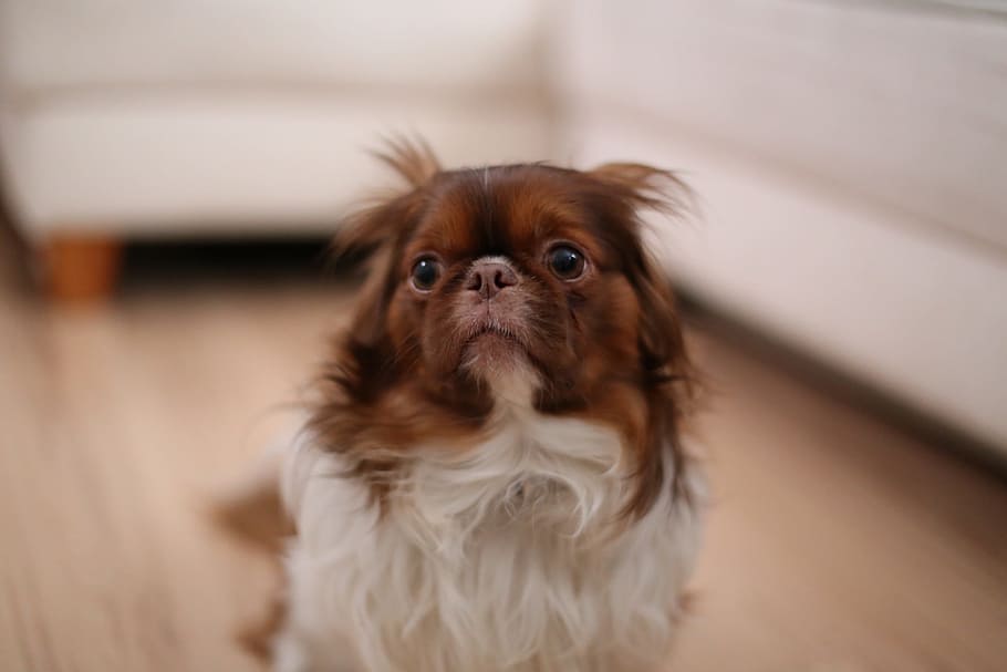 long-coated, brown, white, dog, scared, looking, animal, pet, adorable, cute