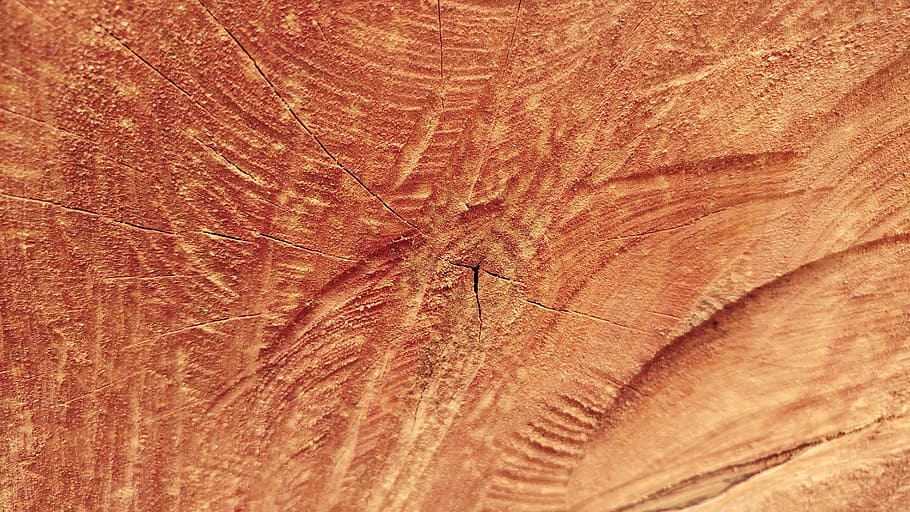 sawn, wood, log, timber, lumber, textures, nature, tree, pattern, closeup