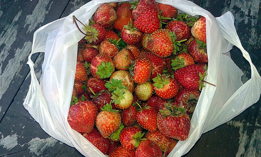 strawberries, summer, autumn, collections, strawberry, nature, garden, fruit, bag, leaflet