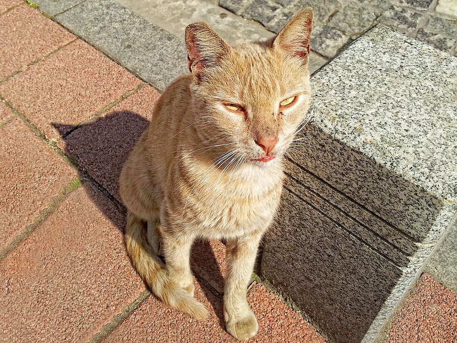 cat, lightening, reddish fur, japs, fur, feline, domestic cat, one animal, domestic, mammal