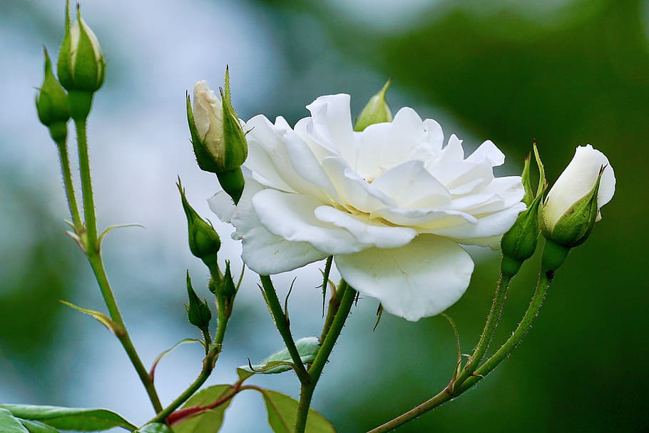 putih, mawar, mekar, siang hari, mawar putih, bunga, alam, cara mawar, mawar mekar, cantik