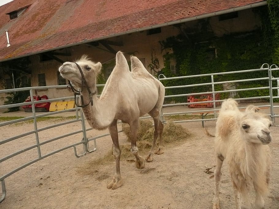 camel foals, sanfrancisco, freiburg, domestic animals, mammal, animal themes, domestic, pets, animal, group of animals