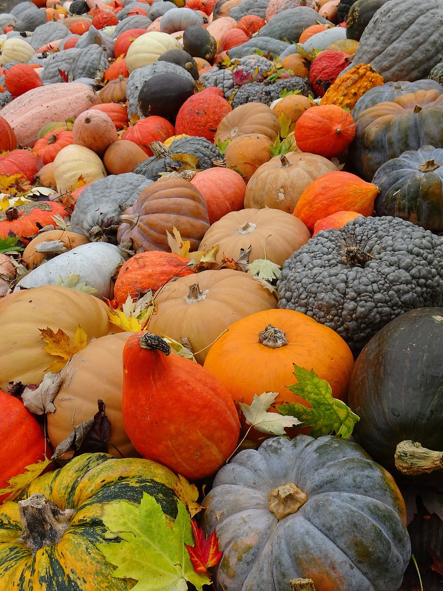pumpkins, diversity, quantitative, autumn, vegetables, varieties, autumn decoration, colorful, decorative, various