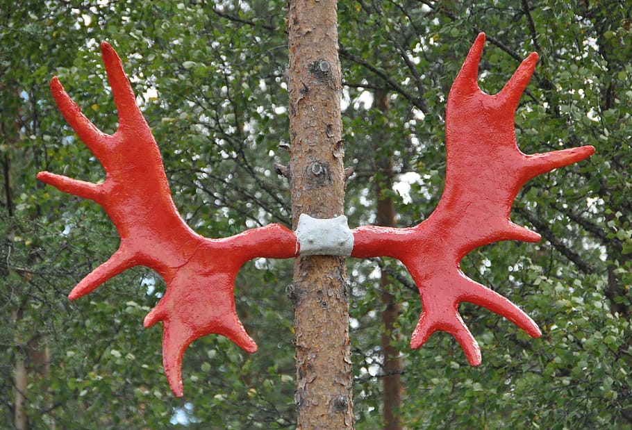 Moose, Antler, Norway, moose antler, red, forest, nature, colorful, tree, tree trunk