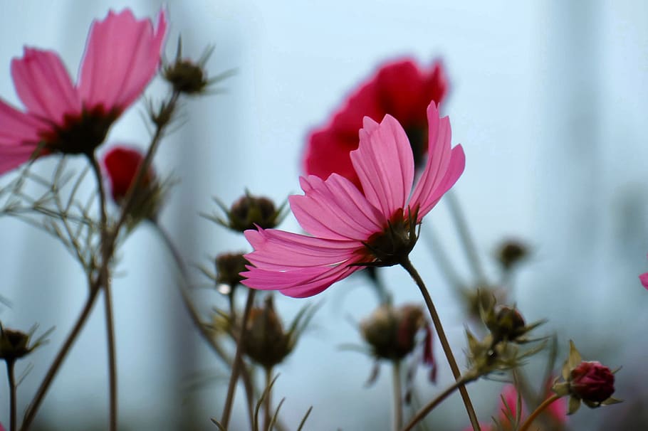 flores, invierno, cosmos, naturaleza, flor, primavera, hierba, frío, rosa,  plantas | Pxfuel