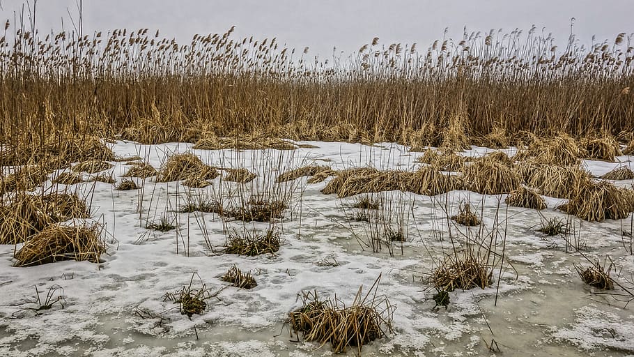 winter, reed, ice, snow, river, cold temperature, plant, land, nature, tree