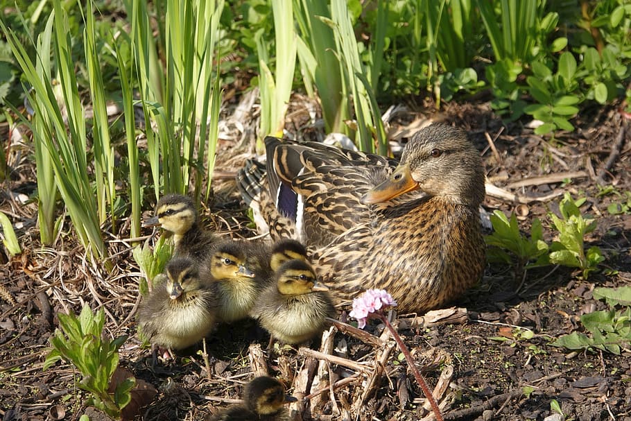 duck, ducklings, water bird, mother, babies, family, cute, animal world, nature, animal
