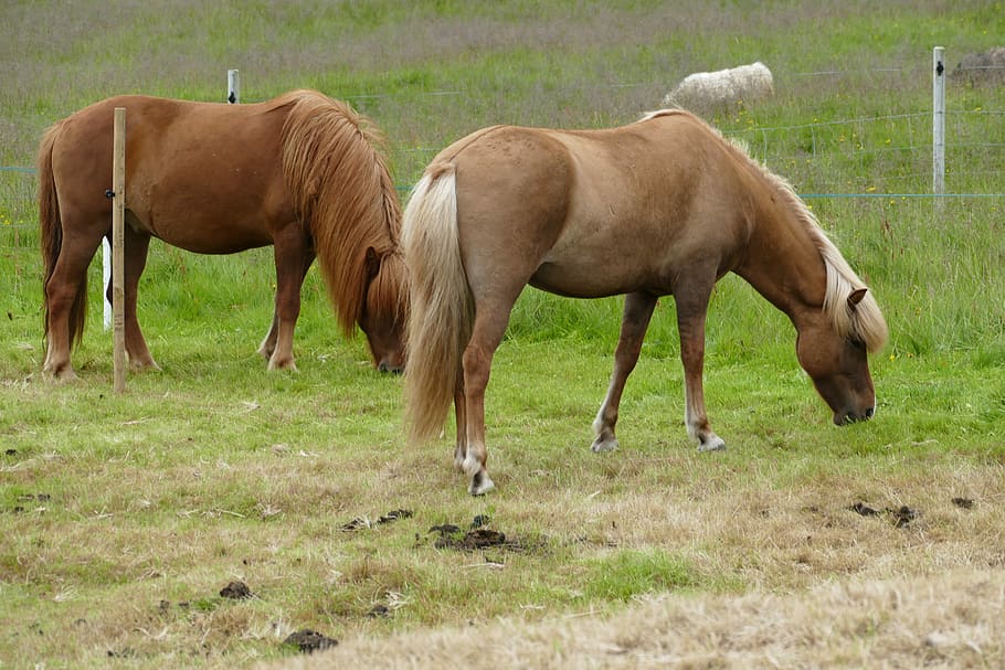 Horse, Iceland, iceland horse, iceland pony, mane, pony, animal, equestrian, meadow, eat