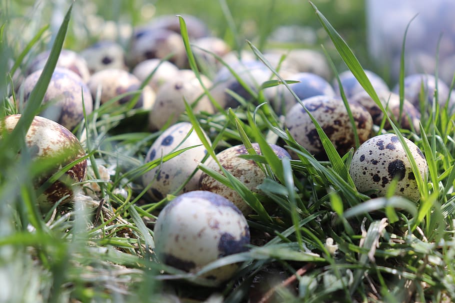 quail, egg, quail eggs, easter, close, basket, healthy, food, special, kitchen