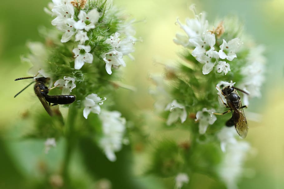 abelhas, hylaeus modestus, inseto, máscara de abelhas, minzblüte, hortelã, branco, néctar, coletar, erva perfumada