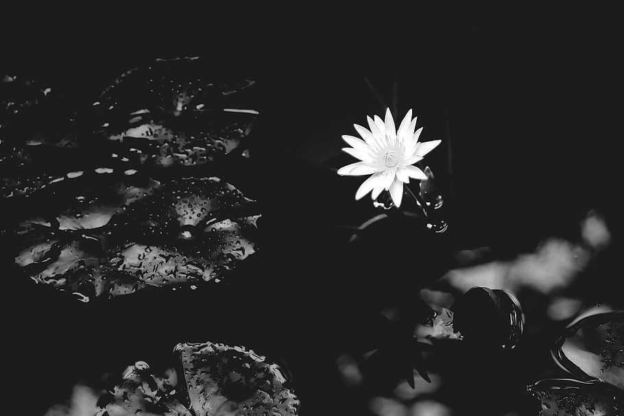 selektif, warna, putih, bunga petaled, lily air, lily, air, alam, bunga, hitam dan putih