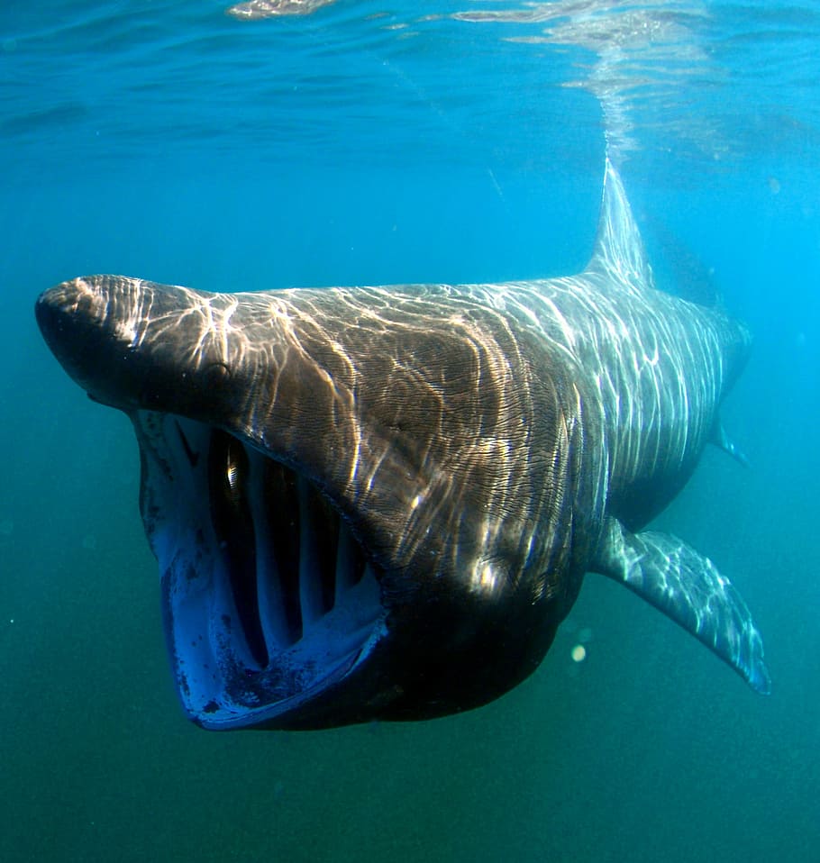 berjemur, hiu, -, Basking Shark, Cetorhinus maximus, ikan, foto, domain publik, margasatwa, laut
