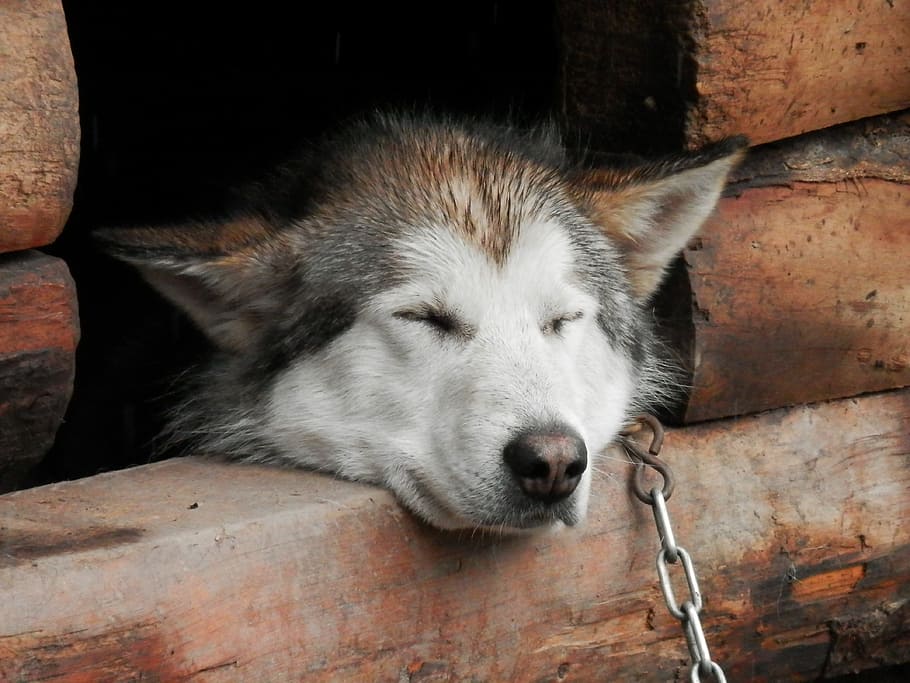 Husky, sueño, siesta, perro de trineo, perro, casa, mascota, denali, mamífero, al aire libre