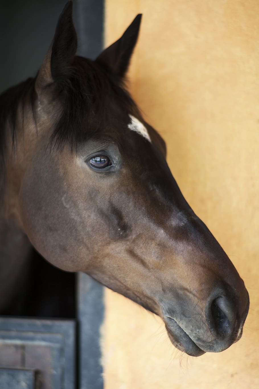 closeup, brown, white, horse, barn, the horses are, stallion, animal, cute, mammal
