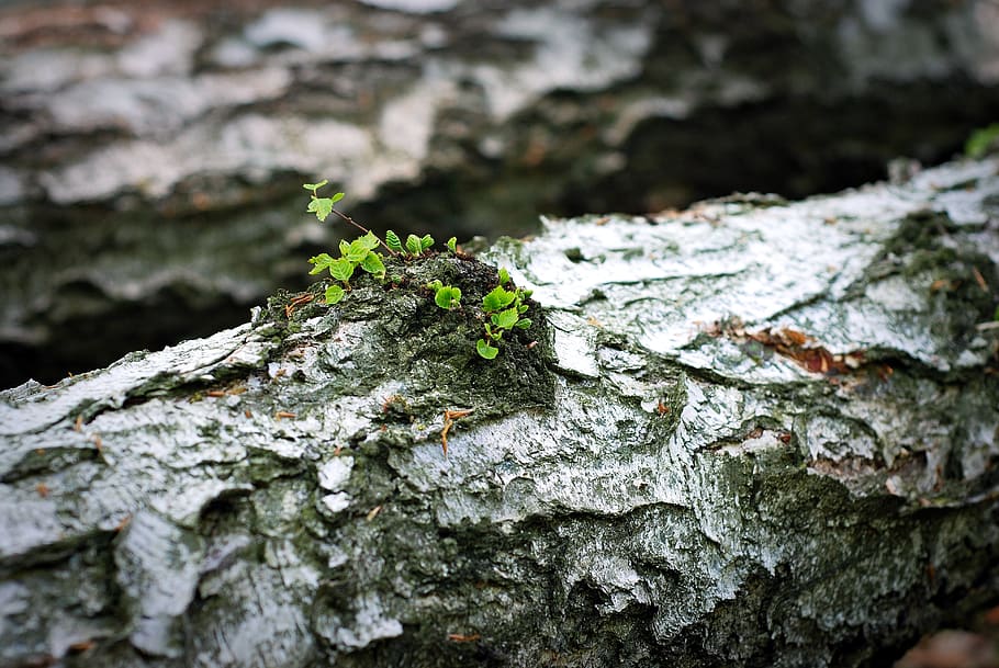 trunk, leaflet, the bark, birch, spring, textured, selective focus, moss, close-up, tree trunk