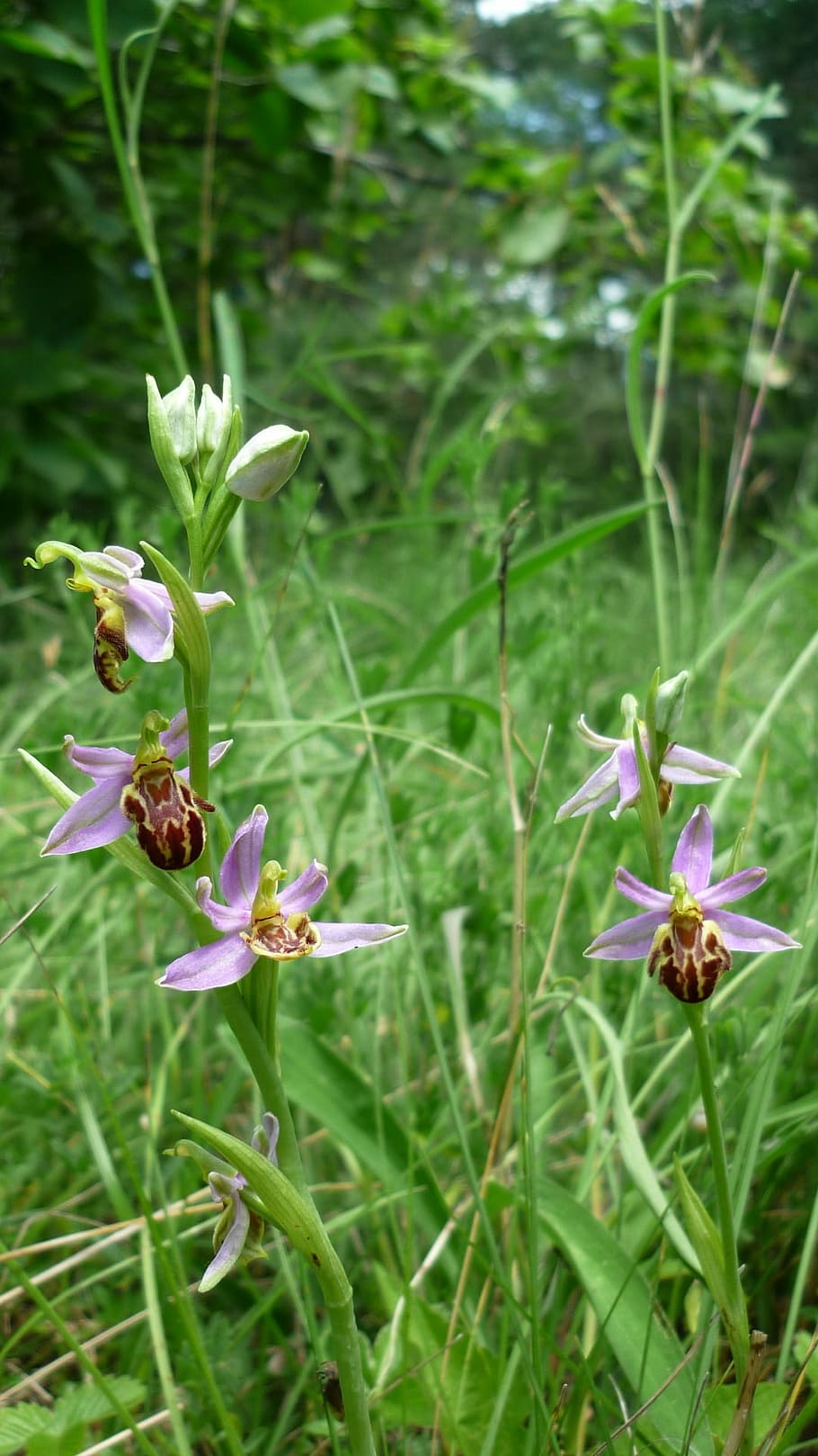 bee orchid, next, variety friburgensis, right, var, botteroni, german orchid, sunny mountain slope, rarely, protected