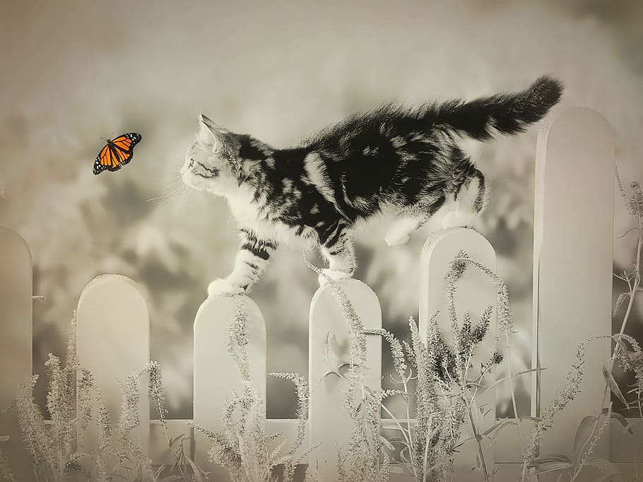 black, white, tabby, kitten, walking, house fence, try, catch, butterfly painting, black and white