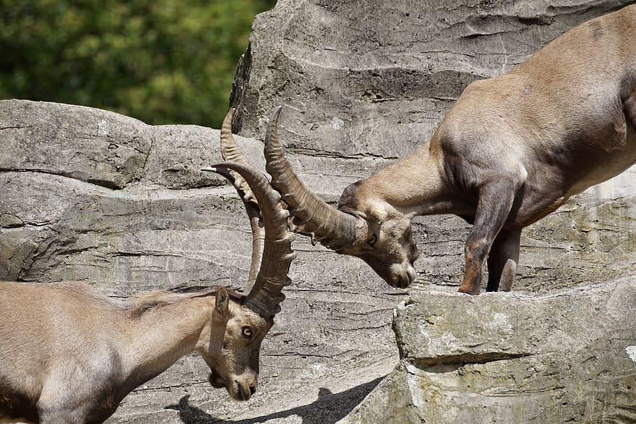two, mountain goats, standing, rock, daytime, Ibex, Male, Horned, Mammal, Nature