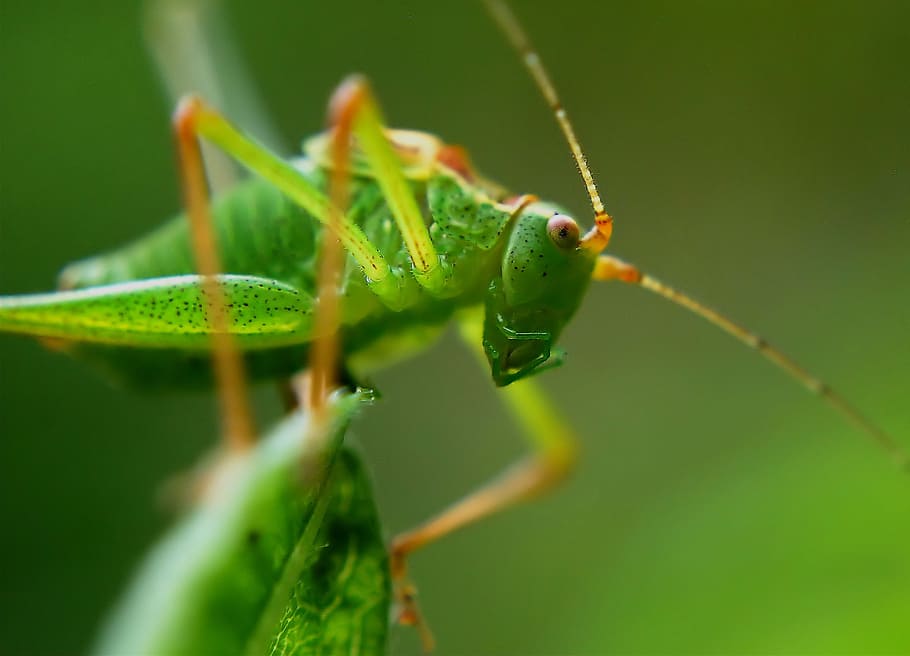 macro photography, green, grasshopper, leaf, delicate insect, insect, dotted, macro, dotted delicate insect, leptophyes punctatissima