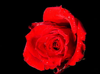 rose-red-rose-blossom-bloom-royalty-free-thumbnail.jpg