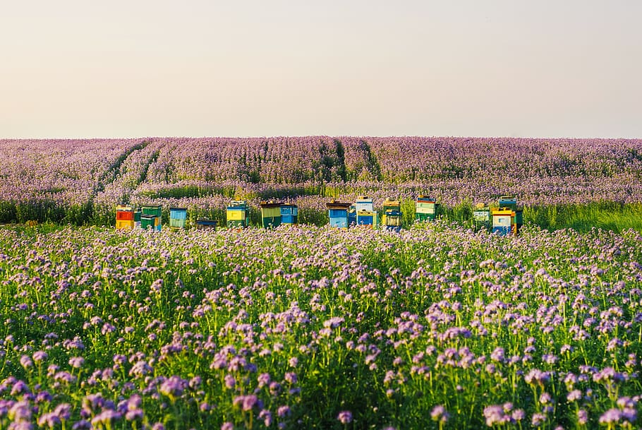facelia, bees, ule, honey, nature, field, wielkopolska, colors, color, retro
