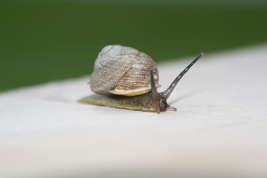 snail, slow, moving, shell, slimy, invertebrate, gastropod, mollusk, sticky, mucus